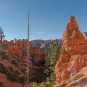 Contrastes de couleurs à Bryce Canyon